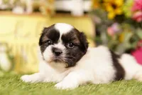 Keystone, a male Shih Tzu and Peek-A-Pom for sale in Lake Mills, IA – 1 of 3