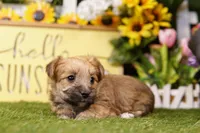 Left, a male Yorkipoo for sale in Lake Mills, IA – Photo 3 of 3