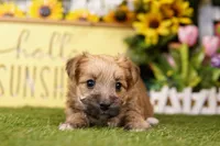 Left, a male Yorkipoo for sale in Lake Mills, IA – Photo 2 of 3