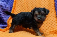 Walter, a male Yorkipoo for sale in Lake Mills, IA – Photo 4 of 6