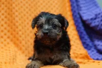 Walter, a male Yorkipoo for sale in Lake Mills, IA – Photo 2 of 6