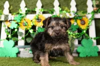 Walter, a male Yorkipoo for sale in Lake Mills, IA – Photo 6 of 6