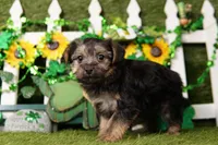 Walter, a male Yorkipoo for sale in Lake Mills, IA – Photo 5 of 6