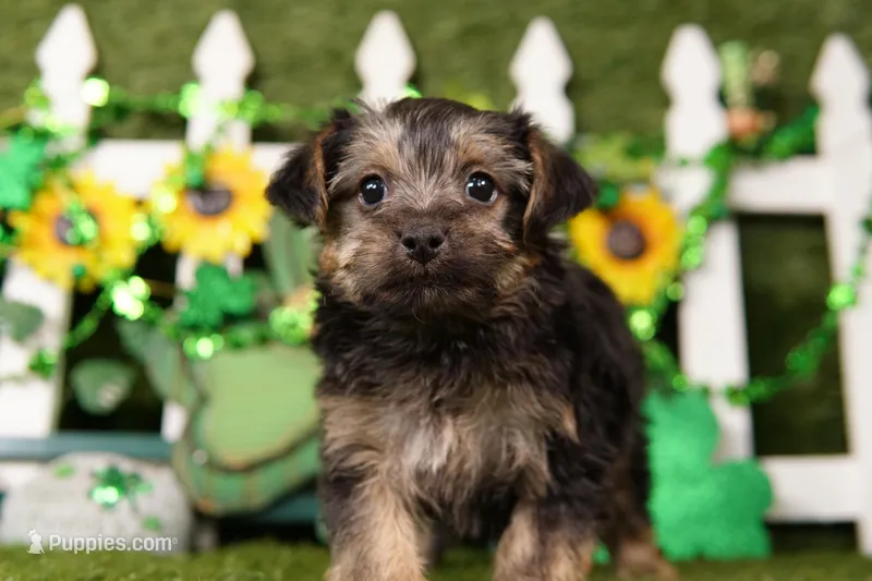 Walter – Yorkipoo puppy for sale in Lake Mills, IA