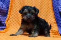 Walter, a male Yorkipoo for sale in Lake Mills, IA – Photo 3 of 6