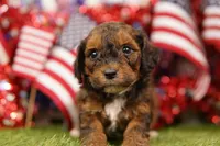 Corn Dog, a male Poodle - Miniature  and Shichon for sale in Lake Mills, IA – 2 of 3