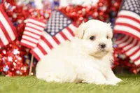 Chevy, a male Shih Tzu and Maltipom for sale in Lake Mills, IA – 2 of 3