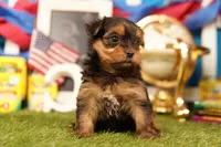 Easy Mac, a female Yorkshire Terrier and Morkie for sale in Lake Mills, IA – 4 of 4