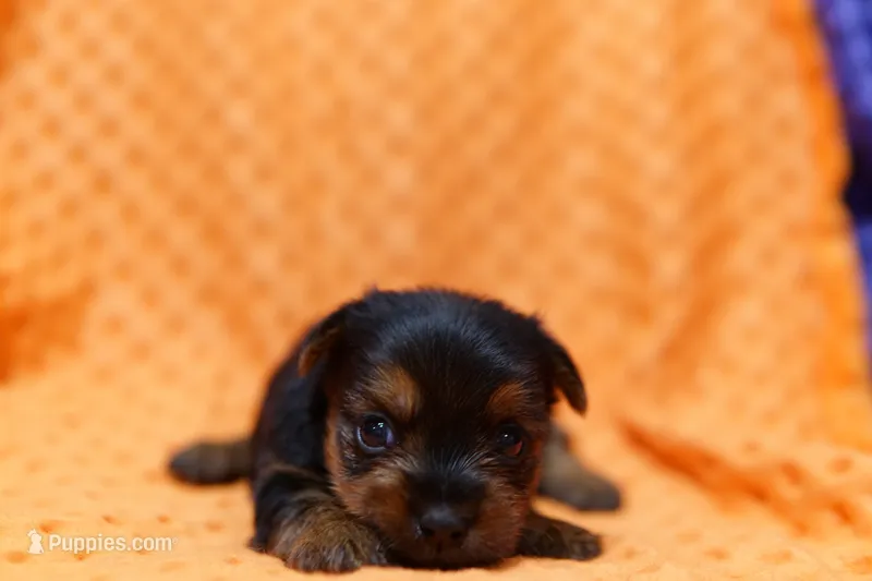 Sparkler – Yorkshire Terrier puppy for sale in Lake Mills, IA