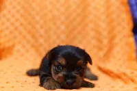 Sparkler, a female Yorkshire Terrier for sale in Lake Mills, IA – 1 of 2