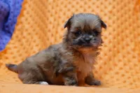 Supreme, a female Shih Tzu and Peek-A-Pom for sale in Lake Mills, IA – Photo 3 of 3