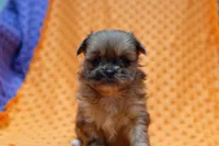 Supreme, a female Shih Tzu and Peek-A-Pom for sale in Lake Mills, IA – Photo 1 of 3