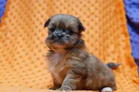 Supreme, a female Shih Tzu and Peek-A-Pom for sale in Lake Mills, IA – Photo 2 of 3