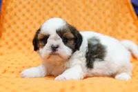 Eclair, a female Shih Tzu for sale in Lake Mills, IA – 3 of 6