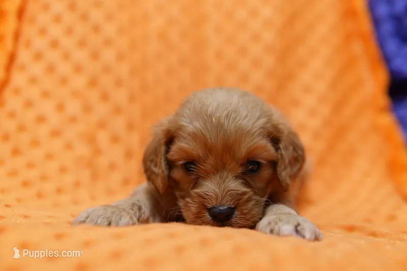 Trenton – Cavapoo puppy for sale in Lake Mills, IA