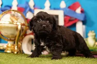 Tacochili, a male Bichon Frise and Schnoodle for sale in Lake Mills, IA – 3 of 6