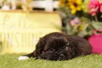 Miller, a male Shih Tzu and Peek-A-Pom for sale in Lake Mills, IA – 3 of 3