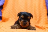 Firecracker, a male Yorkshire Terrier for sale in Lake Mills, IA – 1 of 2