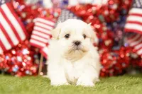 Chevy, a male Shih Tzu and Maltipom for sale in Lake Mills, IA – 3 of 3