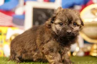 Bosch, a female Shichon and Bichpoo for sale in Lake Mills, IA – 2 of 3