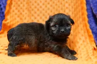 Squeegee, a male Shih Tzu and Shichon for sale in Lake Mills, IA – 3 of 7