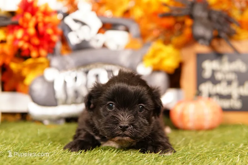 Pumkin – Mal Shi puppy for sale in Lake Mills, IA