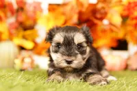 Ton, a female Morkie for sale in Lake Mills, IA – 3 of 3