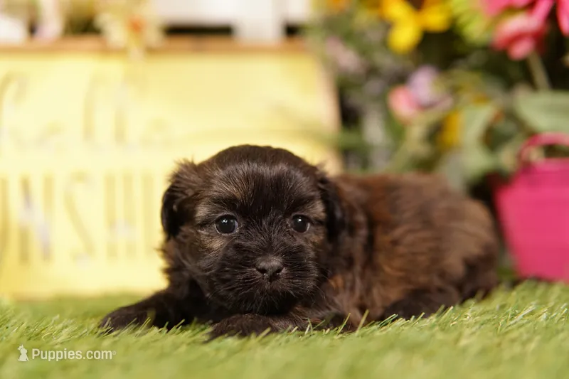 Spatula – Shihpoo puppy for sale in Lake Mills, IA