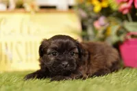 Spatula, a female Shihpoo for sale in Lake Mills, IA – 1 of 3