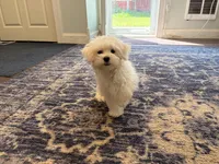 M&M, a female Maltese for sale in Lake Mills, IA – 4 of 7