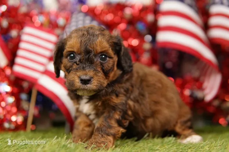 Corn Dog – Poodle - Miniature , Shichon puppy for sale in Lake Mills, IA