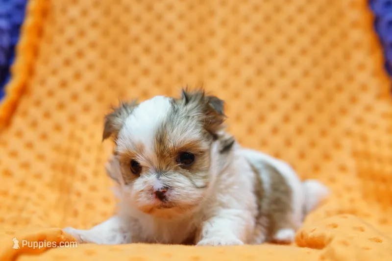 Squishy – Shorkie puppy for sale in Lake Mills, IA