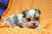 Squishy, a female Shorkie for sale in Lake Mills, IA – Photo 3 of 3