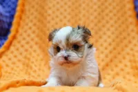 Squishy, a female Shorkie for sale in Lake Mills, IA – Photo 2 of 3