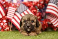 Fish Sandwich, a female Poodle - Miniature  and Shichon for sale in Lake Mills, IA – 2 of 3