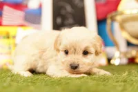 Makita, a male Shichon and Bichpoo for sale in Lake Mills, IA – 2 of 3