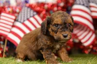 Corn Dog, a male Poodle - Miniature  and Shichon for sale in Lake Mills, IA – 3 of 3