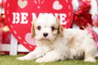 Rito, a male Cavalier King Charles Spaniel and Cavachon for sale in Lake Mills, IA – Photo 4 of 7