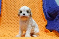 Rito, a male Cavalier King Charles Spaniel and Cavachon for sale in Lake Mills, IA – Photo 7 of 7