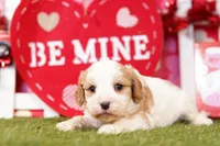 Rito, a male Cavalier King Charles Spaniel and Cavachon for sale in Lake Mills, IA – Photo 3 of 7