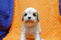 Rito, a male Cavalier King Charles Spaniel and Cavachon for sale in Lake Mills, IA – Photo 2 of 7
