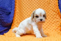 Rito, a male Cavalier King Charles Spaniel and Cavachon for sale in Lake Mills, IA – Photo 6 of 7