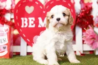 Rito, a male Cavalier King Charles Spaniel and Cavachon for sale in Lake Mills, IA – Photo 1 of 7