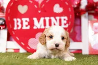 Rito, a male Cavalier King Charles Spaniel and Cavachon for sale in Lake Mills, IA – Photo 5 of 7