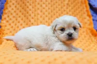 Impeccable, a male Shih Tzu and Peek-A-Pom for sale in Lake Mills, IA – Photo 2 of 3