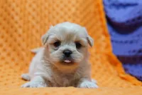Impeccable, a male Shih Tzu and Peek-A-Pom for sale in Lake Mills, IA – Photo 1 of 3
