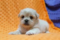 Impeccable, a male Shih Tzu and Peek-A-Pom for sale in Lake Mills, IA – Photo 3 of 3