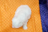 Beretta, a male Schnoodle and Maltese for sale in Lake Mills, IA – Photo 2 of 2