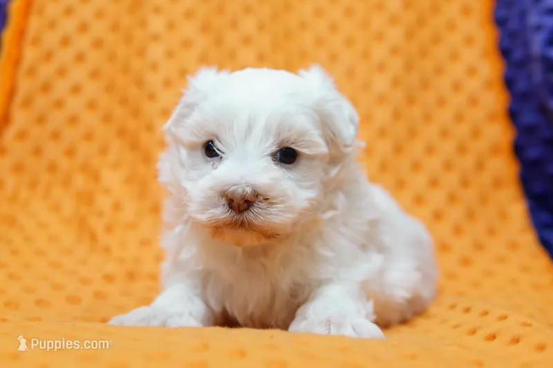 Beretta – Schnoodle, Maltese puppy for sale in Lake Mills, IA
