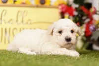 Muffy, a male Schnoodle and Poodle - Miniature  for sale in Lake Mills, IA – 4 of 6